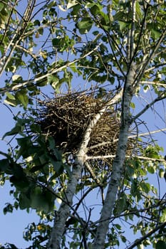 salvador, bahia / brazil - january 30, 2011: nest of birds is seen on a tree branch in the city of Salvador.