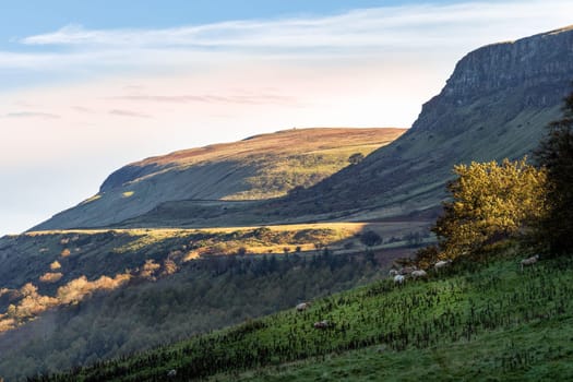 Sunrise in valley of Glenariff Forest Park with sunlight patches and mist in the woods. Grazing sheep on the pasture, Count Antrim, Northern Ireland