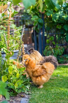 Silkie hens and rooster looking for food in garden. Silkie - breed poultry with fluffy and black leather. Selective focus image.