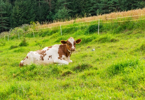 Cow resting and grazing on meadow in mountains