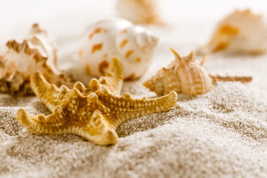 Assortment of natural seashells on sand. Concept of holiday, beach and summer.