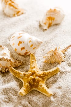 Assortment of natural seashells on sand. Concept of holiday, beach and summer.