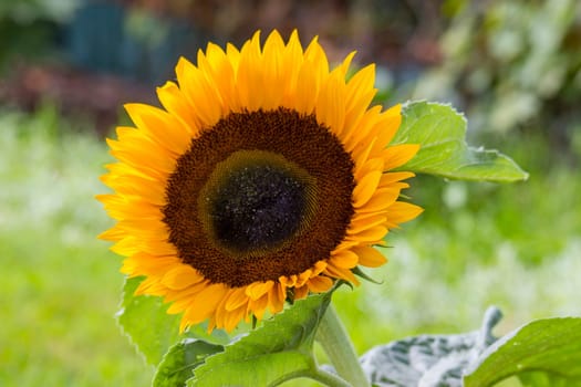 sunflower in the garden (Helianthus) - close up