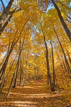 Hiking Under a Sea of Yellow Leaves in Devils Lake State Park in Wisconsin
