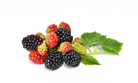 rubus