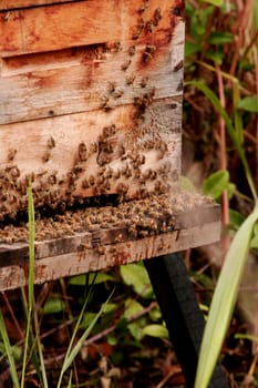 eunapolis, bahia / brazil - march 19, 2010: hive of african bees is seen in apiary in the city of Eunapolis.