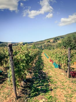 Boxes lined up along rows of grape vines in preparation for harvest in Tuscany, Italy