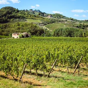 Rows of harvested grape vines in a vineyard in Tuscany, Italy o
