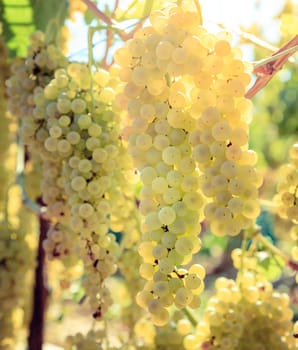 Close-up image of white grape vines in a vineyard in Tuscany, Italy