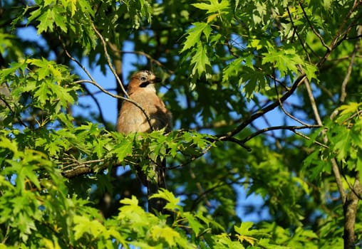 Eurasian jay Garrulus glandarius in summer under blue sky
