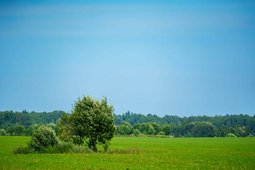 Lush green field with a small group of trees in the foreground and a dense forest in the background. Serene rural landscape under a bright blue sky on a sunny day