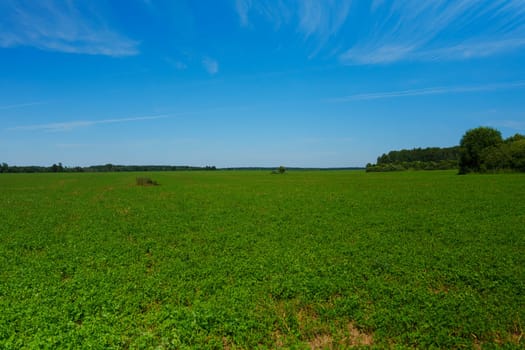 Expansive green field stretching to the horizon under a bright blue sky with wispy clouds. Peaceful rural landscape with lush vegetation and distant trees