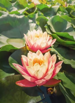 Close up of two blooming coral pink color water lilies on the pond. Natural background with blossoming waterlily, lotus flowers on the lake surface, surrounded by big green leaves on the water.