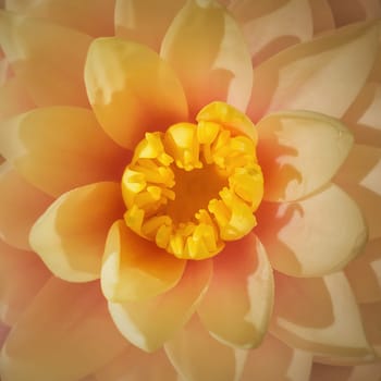 High angle macro shot of a blooming cream orange colored waterlily on the pond. Square full frame background with blossoming yellow lotus flower on the lake water.