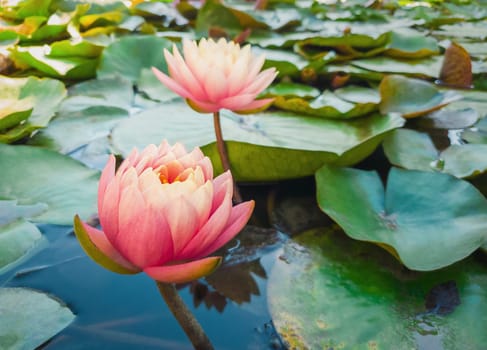 Close up of two blooming coral pink color water lilies on the pond. Natural background with blossoming waterlily, lotus flowers on the lake surface, surrounded by big green leaves on the water.