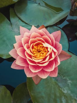 Close up high angle view to a blooming coral pink colored waterlily on the pond. Vertical background with blossoming lotus flower on the lake surface, surrounded by big green leaves on the water.