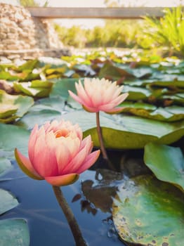 Close up of two blooming coral pink color water lilies on the pond. Natural background with blossoming waterlily, lotus flowers on the lake surface, surrounded by big green leaves on the water.
