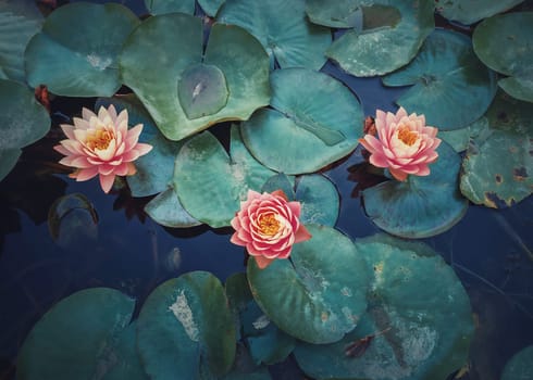 Close up high angle view to a mystic pond with blooming coral pink water lilies. Magical background with blossoming three lotus flowers on the lake surface, surrounded by big blue leaves on the water.