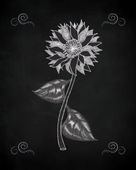 Hand drawn white chalk sunflower on black chalkboard
