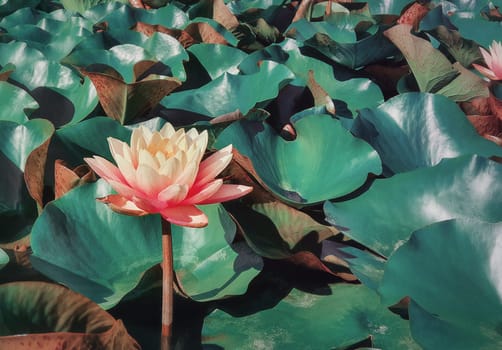 Close up of blooming coral pink color waterlily on the pond. Magical background with blossoming lotus flowers on the lake surface, surrounded by big green leaves on the water.