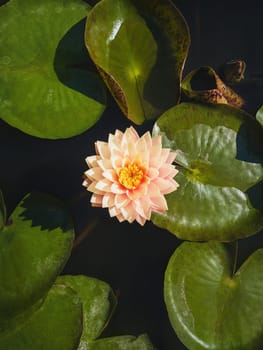 High angle vertical view to a blooming cream pink colored waterlily on the pond. Vertical background with blossoming lotus flower on the lake surface, surrounded by big green leaves on the water.