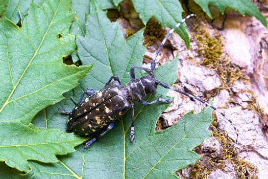 Asian longhorn beetle (Anoplophora glabripennis) with rare yellowing of the points in the quarantine area in Magdeburg in Germany