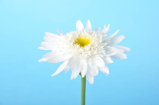 Callistephus on a blue background