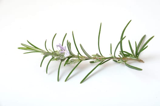 Rosemary on a white surface