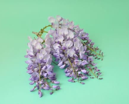 Wisteria