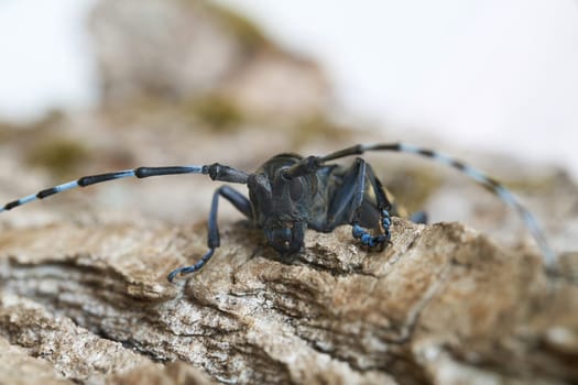Front view of the head of an Asian longhorn beetle (Anoplophora glabripennis) in the quarantine area in Magdeburg