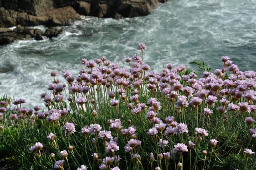 Armeria maritima pink sea growing on a cliff