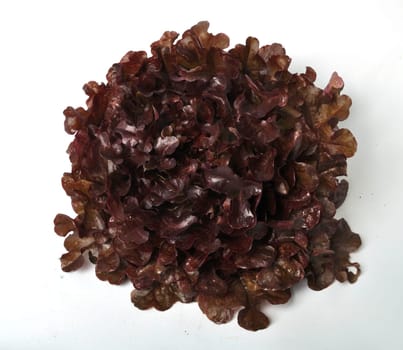 Red oak leaf salad on white background