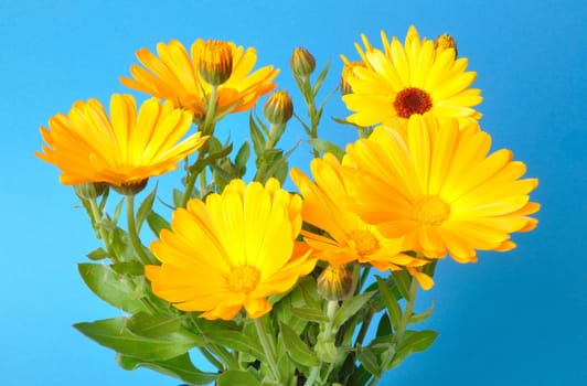 Calendula officinalis