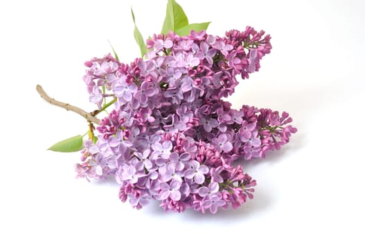 Lilac blossoms
