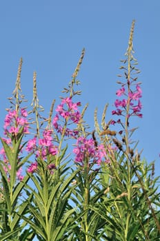 A Rosebay (Epilobium angustifolium)