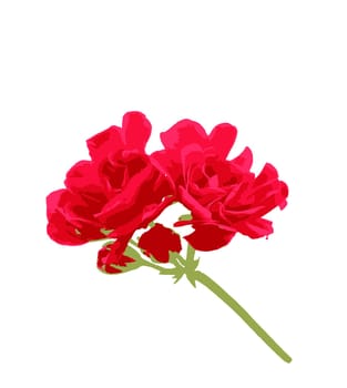 Geranium Pelargonium Flowers Isolated On White Background