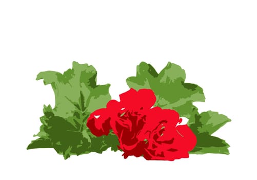 Geranium Pelargonium Flowers Isolated On White Background