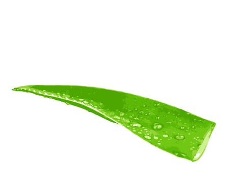 Aloe vera plant isolated on white background. Aloe vera is a succulent plant species of the genus Aloe. It is cultivated for agricultural and medicinal uses