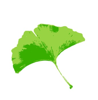 Leafs of Ginkgo biloba isolated on white background. Ginkgo biloba, commonly known as ginkgo or gingko, also known as the maidenhair tree, is the only living species in the division Ginkgophyta
