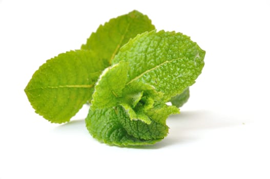 Mint leaves