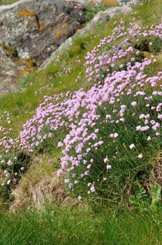Armeria maritima pink sea growing on a cliff