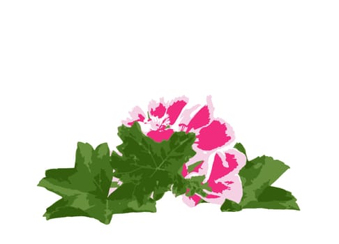 Geranium Pelargonium Flowers Isolated On White Background