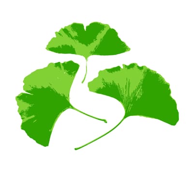 Leafs of Ginkgo biloba isolated on white background. Ginkgo biloba, commonly known as ginkgo or gingko, also known as the maidenhair tree, is the only living species in the division Ginkgophyta