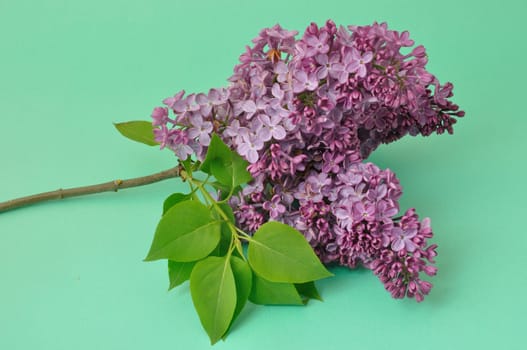 Lilac blossoms