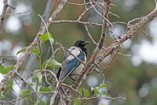 Black Billed Magpie in a Mountain Tree near Rocky Mountain National Park in Colorado