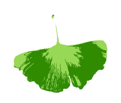 Leafs of Ginkgo biloba isolated on white background. Ginkgo biloba, commonly known as ginkgo or gingko, also known as the maidenhair tree, is the only living species in the division Ginkgophyta