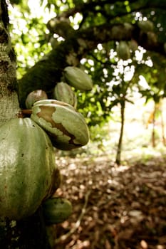 ilheus, bahia / brazil - august 18, 2010: cocoa plantation on a farm in the city of Ilheus, in southern Bahia.
