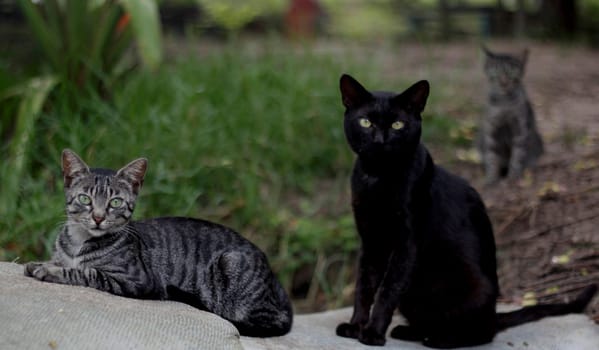 salvador, bahia / brazil - january 12, 2014: cats are seen on the street in the city of Salvador.