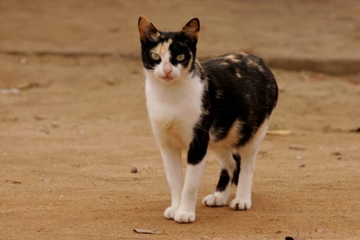 salvador, bahia / brazil - june 11, 2019:cat is seen on the street in the city of Salvador.