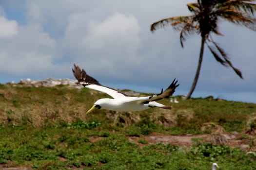 caravelas, bahia / brazil - october 22, 2012: bird atoba is seen on an island in the Parque Marinho dos Abrolhos in southern Bahia.